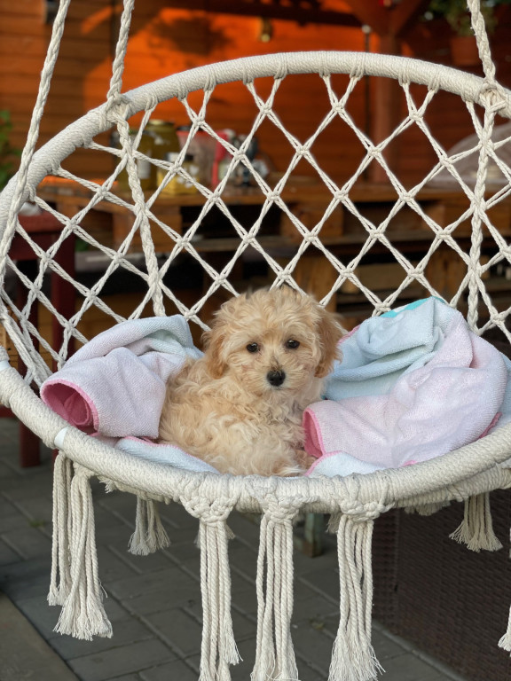 Plebiscyt Superzwierzaki w obiektywie