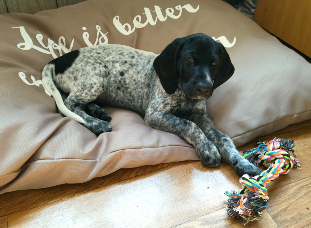 Plebiscyt Superzwierzaki w obiektywie