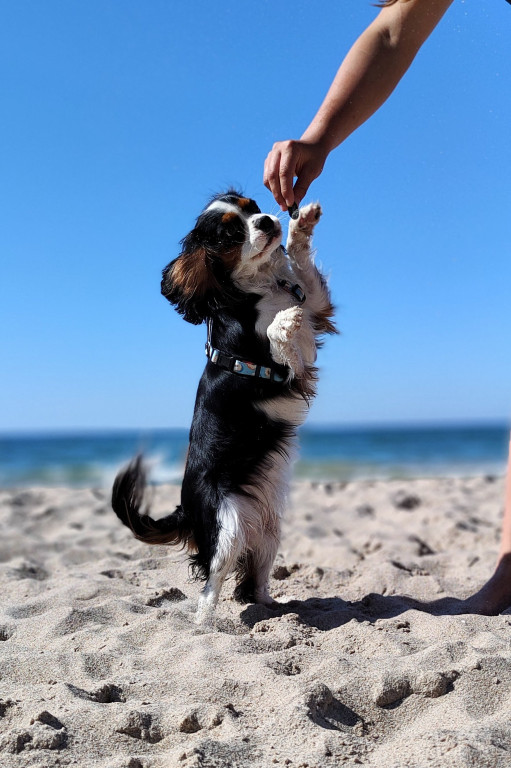 Plebiscyt Superzwierzaki w obiektywie