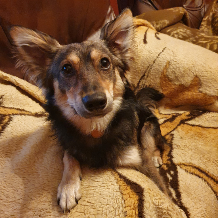 Plebiscyt Superzwierzaki w obiektywie