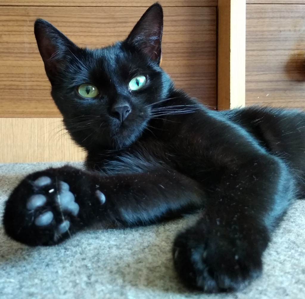 Plebiscyt Superzwierzaki w obiektywie