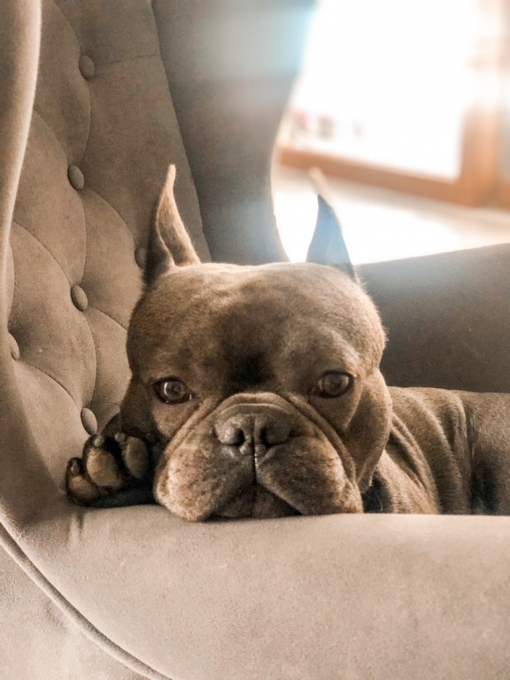 Plebiscyt Superzwierzaki w obiektywie