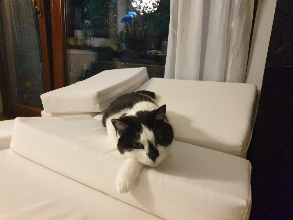 Plebiscyt Superzwierzaki w obiektywie