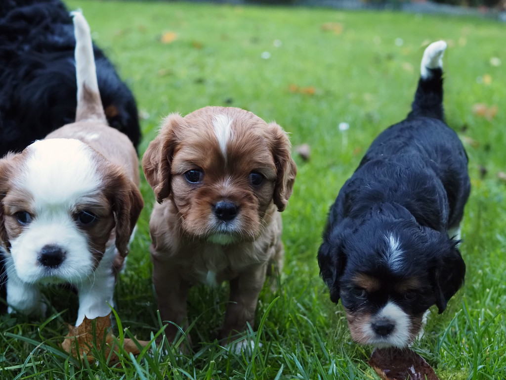 Plebiscyt Superzwierzaki w obiektywie