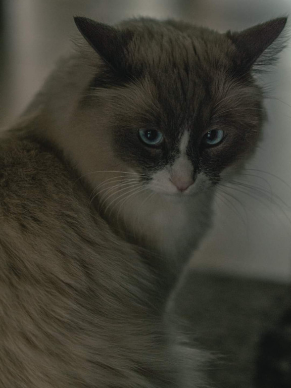 Plebiscyt Superzwierzaki w obiektywie