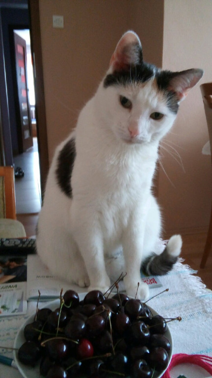 Plebiscyt Superzwierzaki w obiektywie