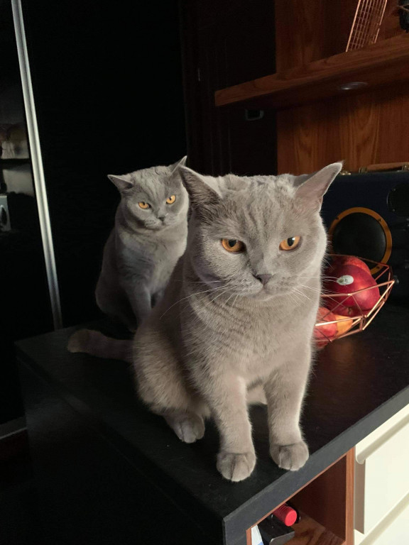 Plebiscyt Superzwierzaki w obiektywie