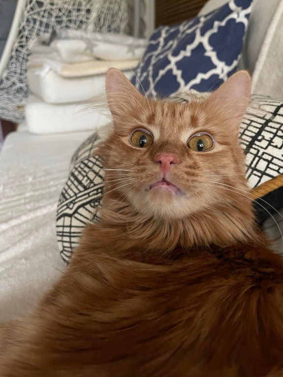 Plebiscyt Superzwierzaki w obiektywie