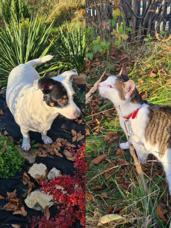 Plebiscyt Superzwierzaki w obiektywie