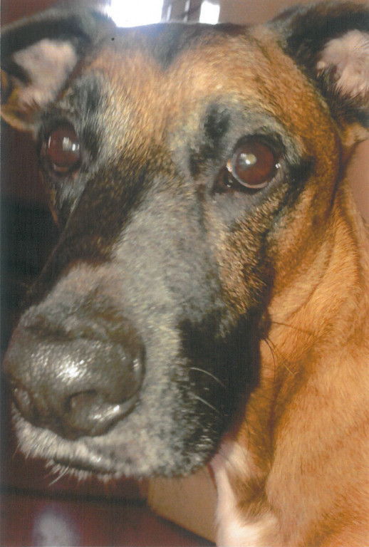 Plebiscyt Superzwierzaki w obiektywie