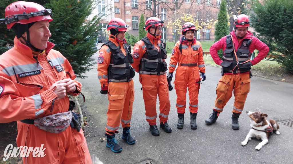 Bytom. Orzech. Niezawodny psi nos