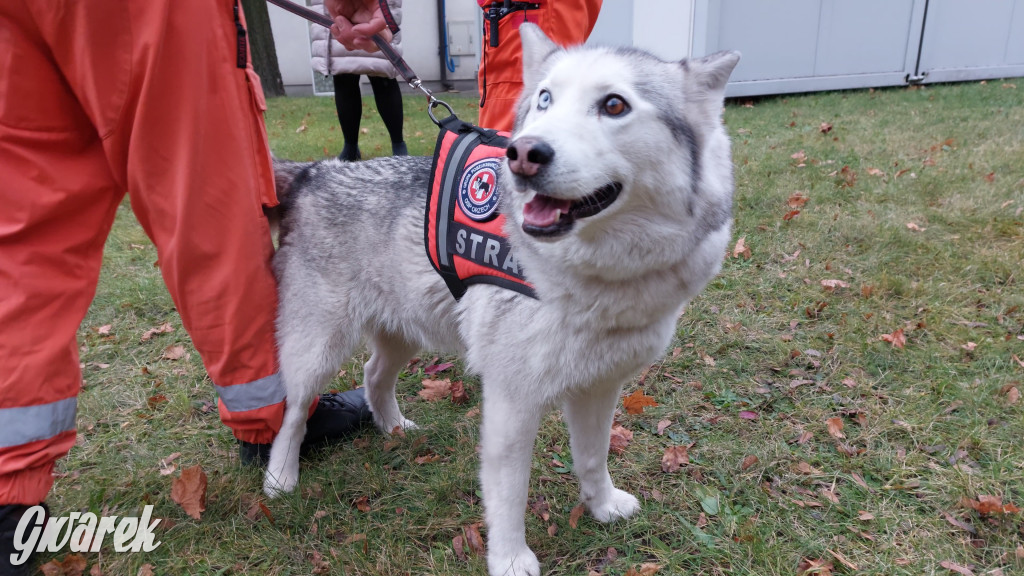 Bytom. Orzech. Niezawodny psi nos