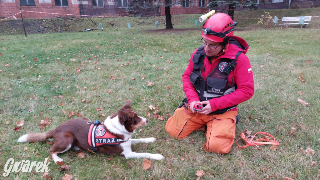 Bytom. Orzech. Niezawodny psi nos
