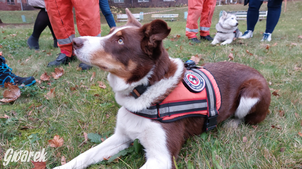 Bytom. Orzech. Niezawodny psi nos