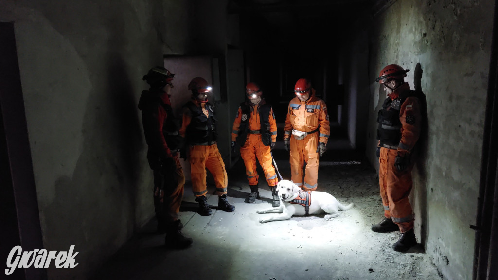 Bytom. Orzech. Niezawodny psi nos