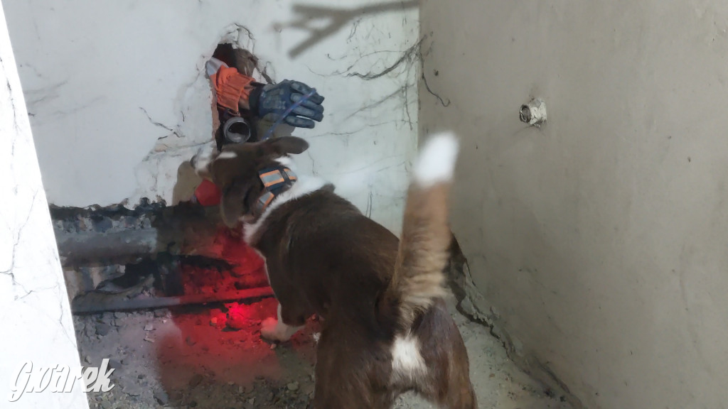 Bytom. Orzech. Niezawodny psi nos