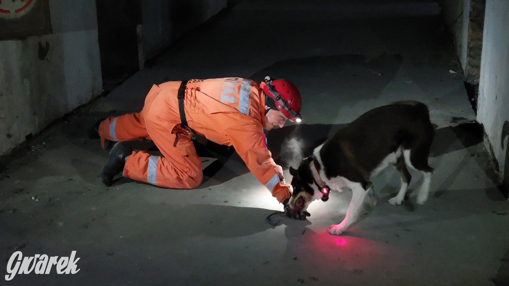 Bytom. Orzech. Niezawodny psi nos