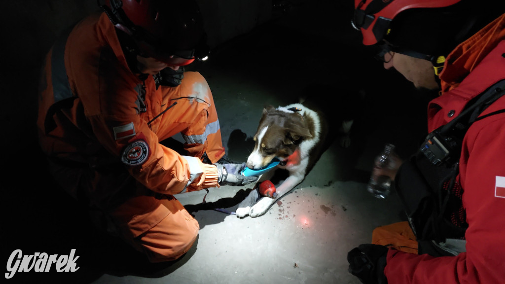 Bytom. Orzech. Niezawodny psi nos