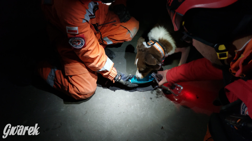 Bytom. Orzech. Niezawodny psi nos