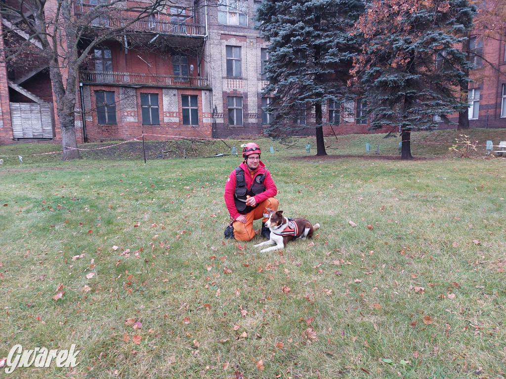 Bytom. Orzech. Niezawodny psi nos