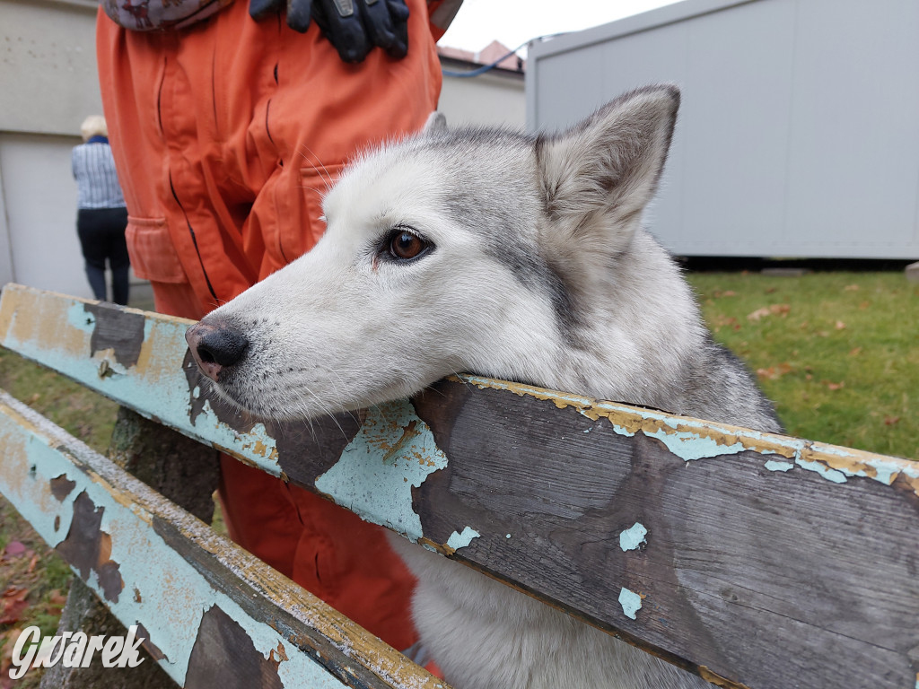 Bytom. Orzech. Niezawodny psi nos