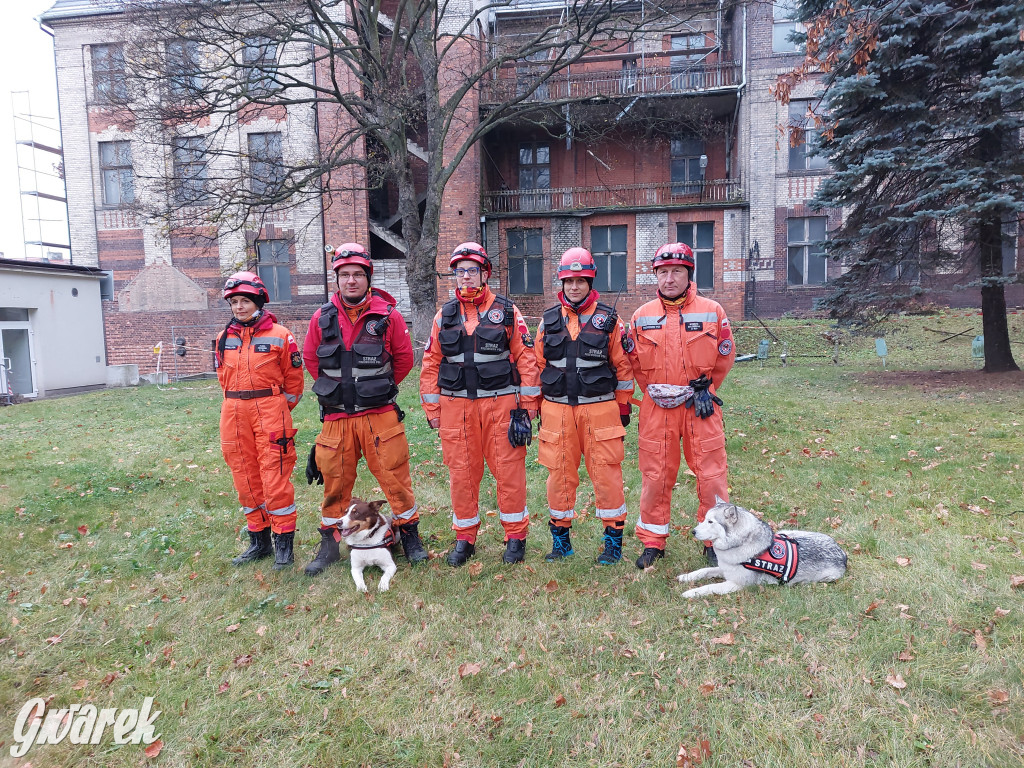 Bytom. Orzech. Niezawodny psi nos