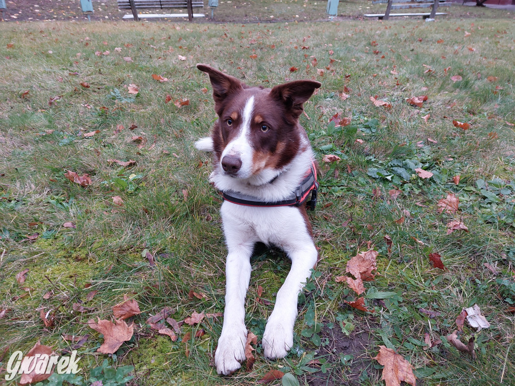 Bytom. Orzech. Niezawodny psi nos