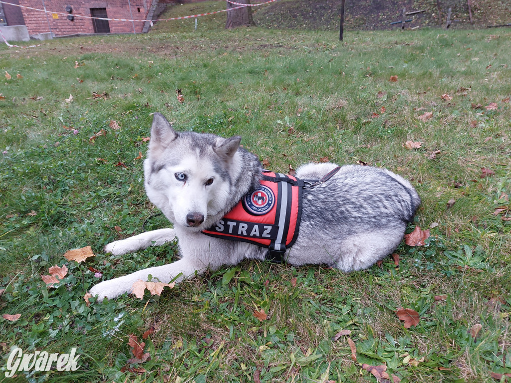 Bytom. Orzech. Niezawodny psi nos