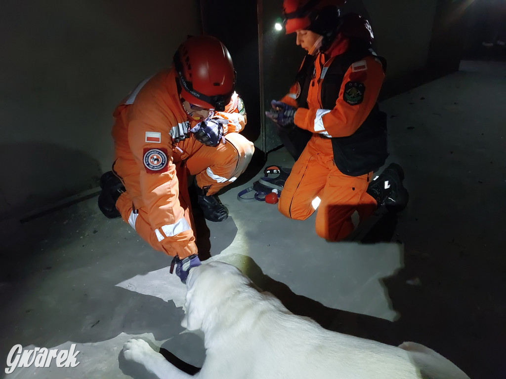 Bytom. Orzech. Niezawodny psi nos