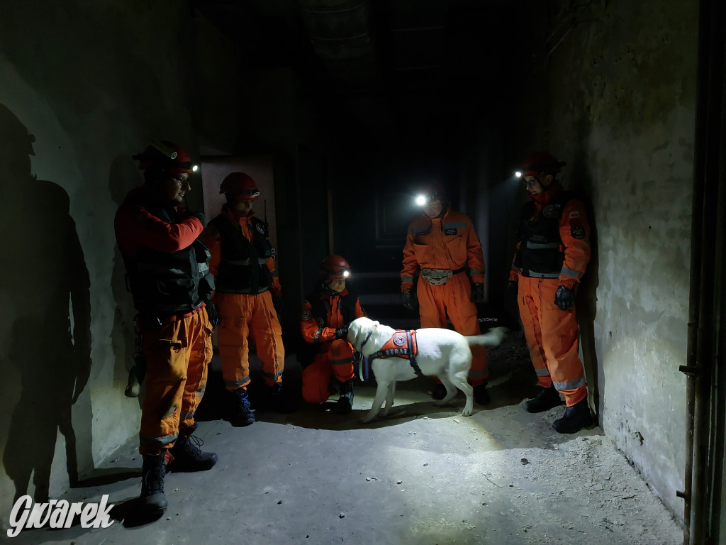 Bytom. Orzech. Niezawodny psi nos