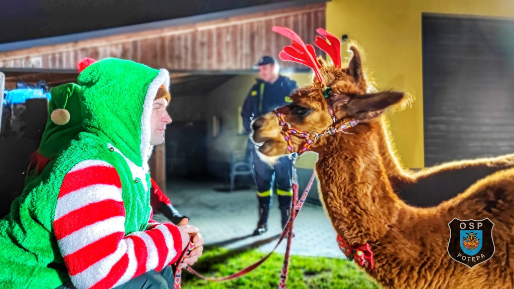 Zamiast reniferów były alpaki, mikołajki z druhami