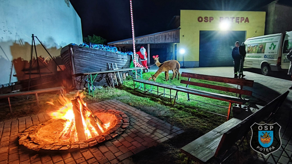 Zamiast reniferów były alpaki, mikołajki z druhami