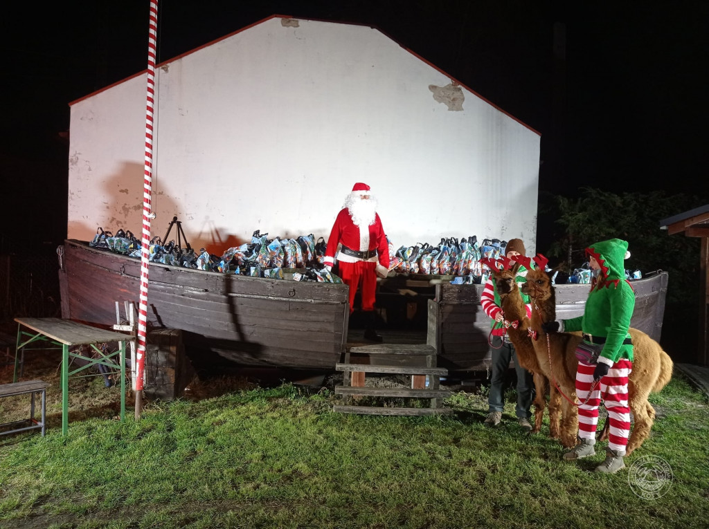 Zamiast reniferów były alpaki, mikołajki z druhami