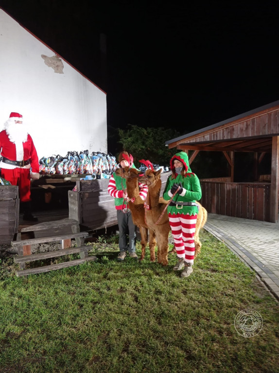 Zamiast reniferów były alpaki, mikołajki z druhami