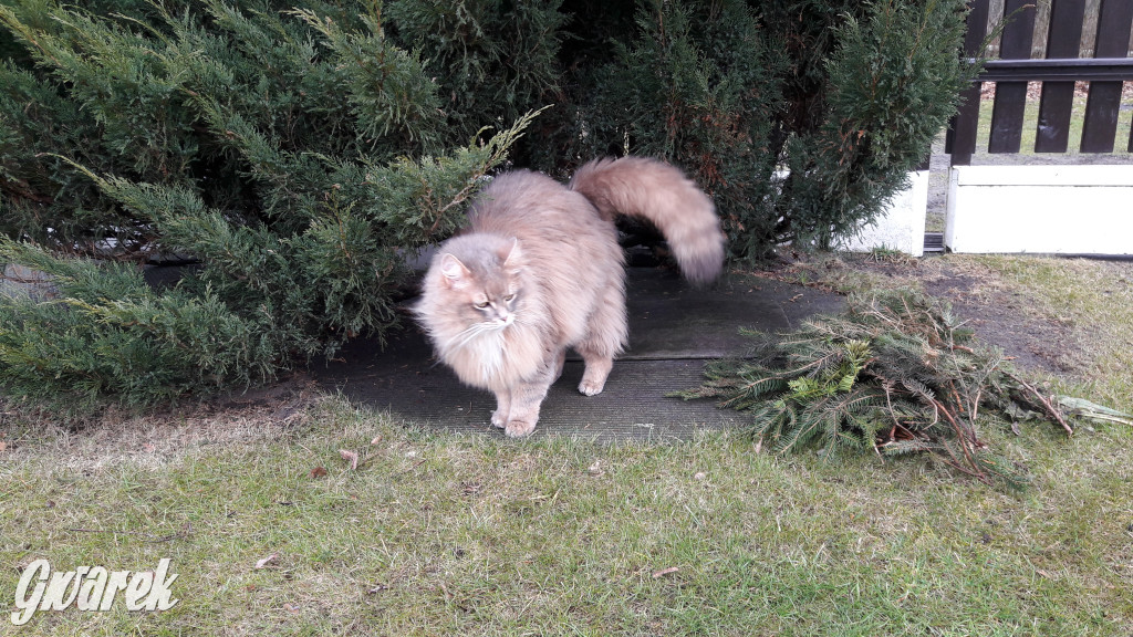 Dzień kota. Redakcyjne mruczki
