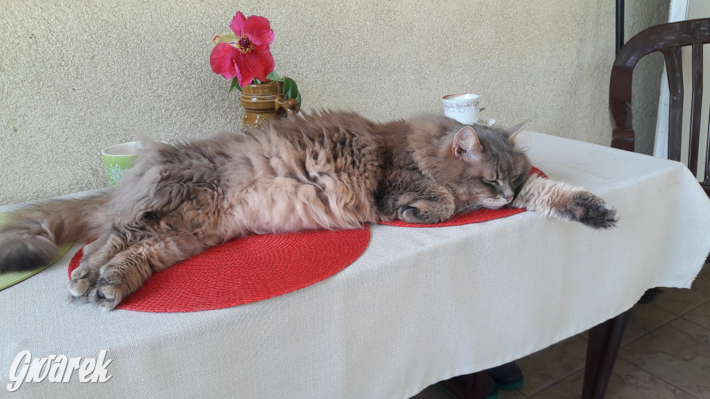 Dzień kota. Redakcyjne mruczki