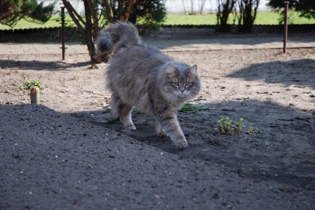 Dzień kota. Redakcyjne mruczki
