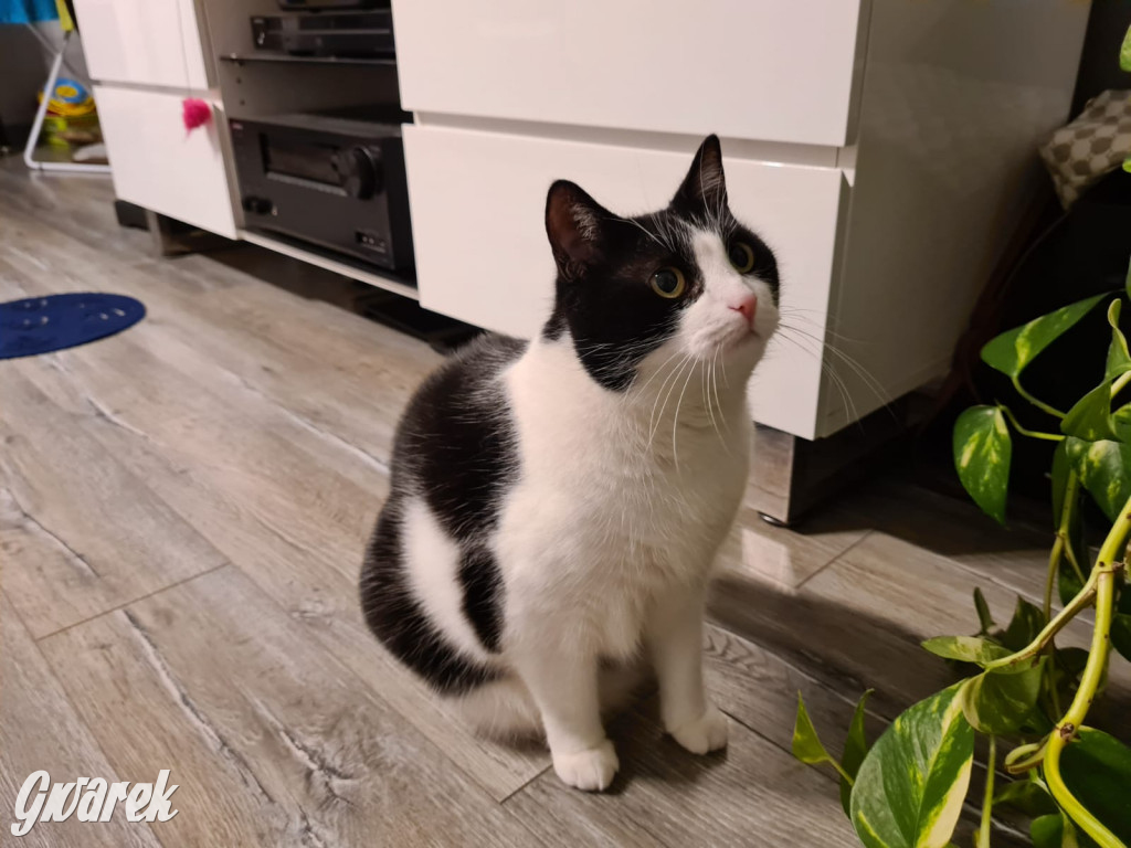 Dzień kota. Redakcyjne mruczki