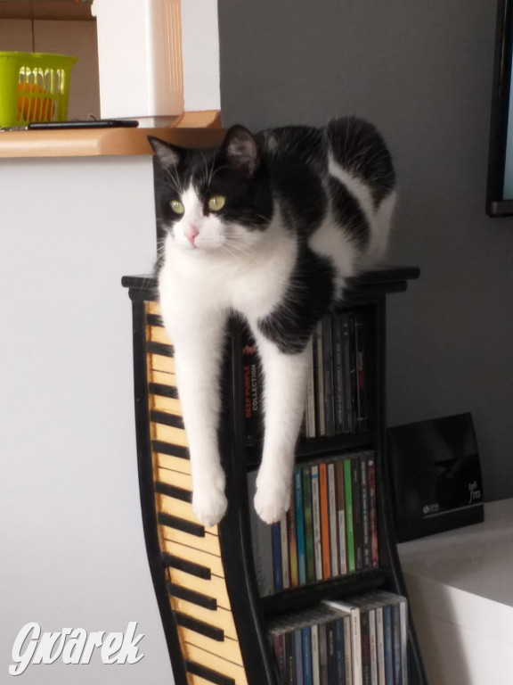 Dzień kota. Redakcyjne mruczki