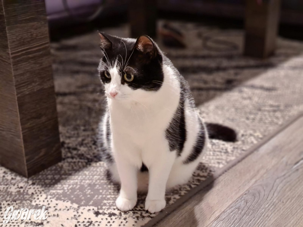 Dzień kota. Redakcyjne mruczki