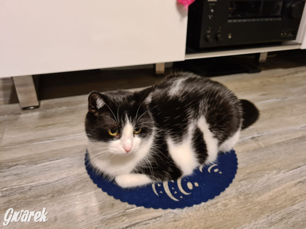 Dzień kota. Redakcyjne mruczki