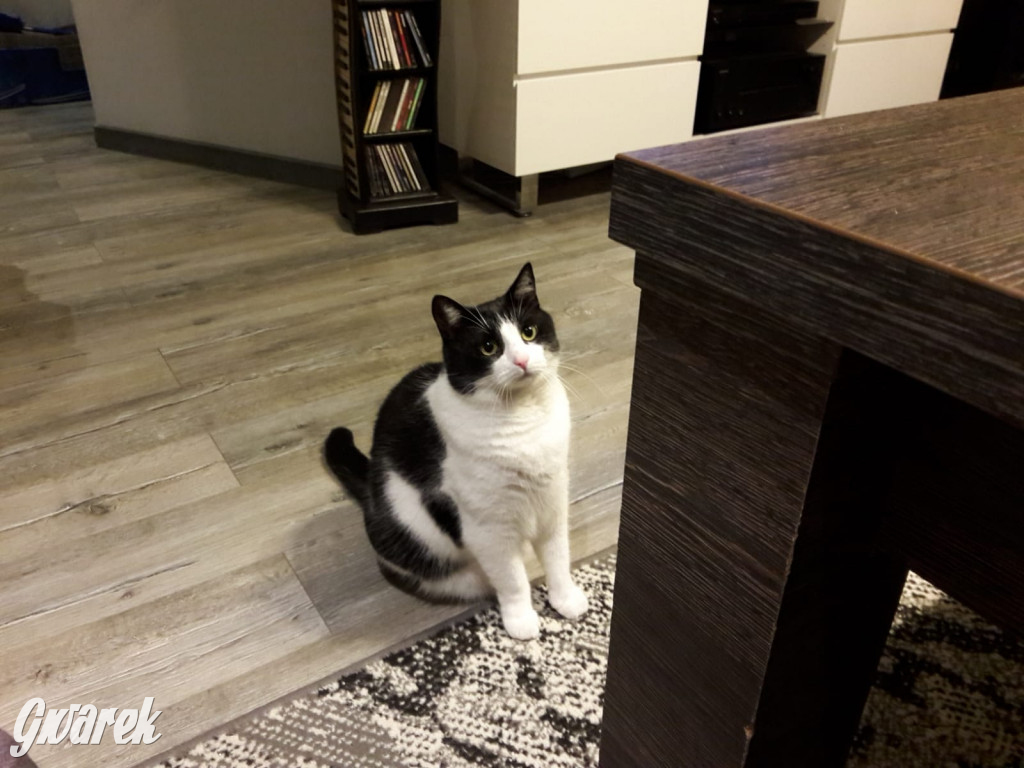 Dzień kota. Redakcyjne mruczki