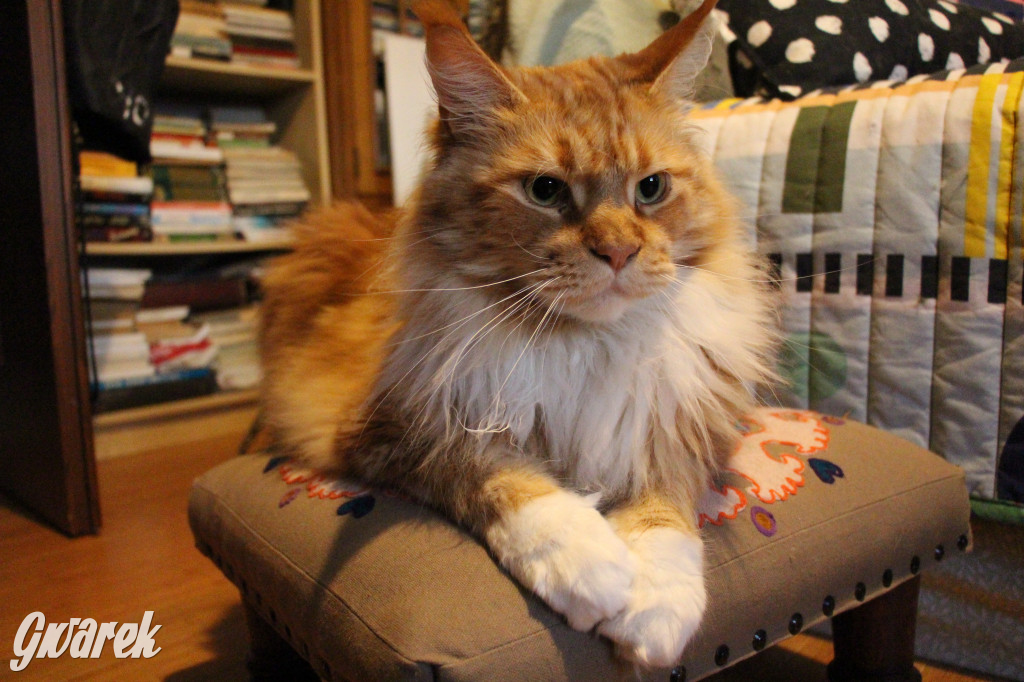 Dzień kota. Redakcyjne mruczki