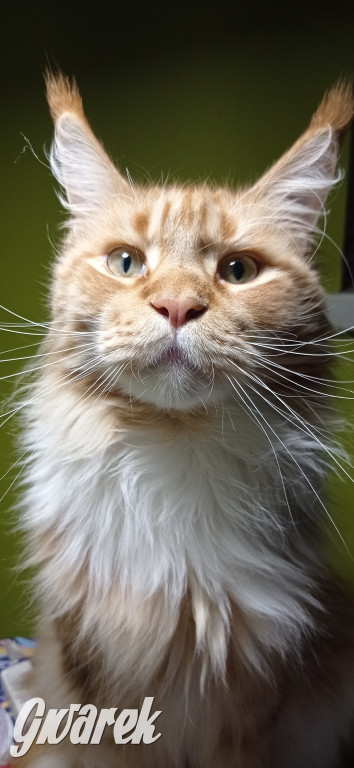 Dzień kota. Redakcyjne mruczki