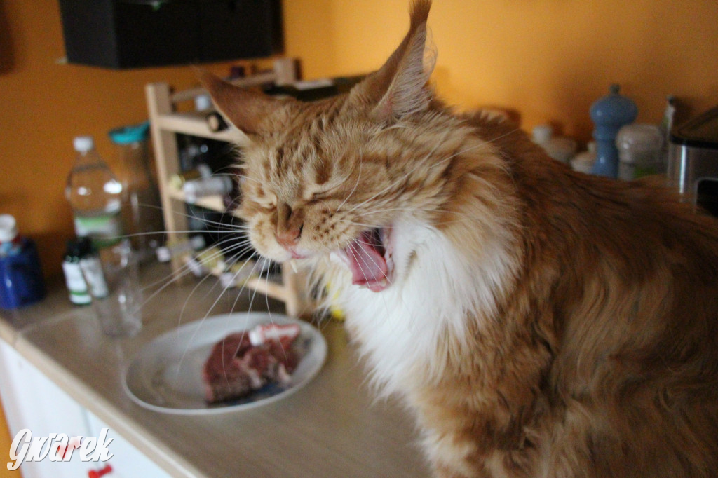 Dzień kota. Redakcyjne mruczki