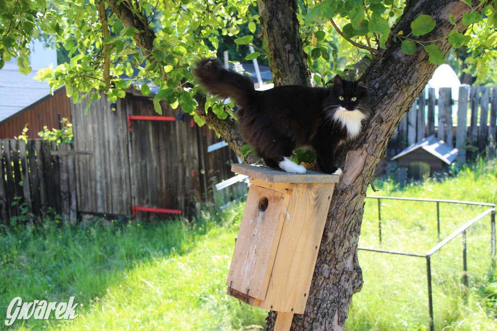Dzień kota. Redakcyjne mruczki