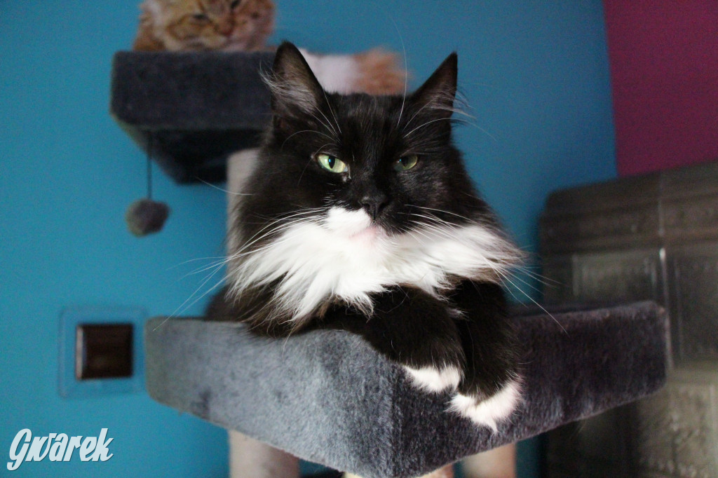 Dzień kota. Redakcyjne mruczki