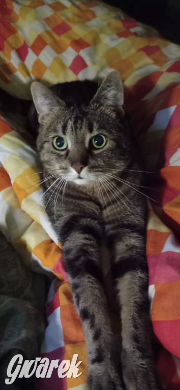 Dzień kota. Redakcyjne mruczki