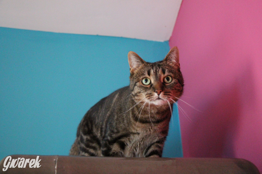 Dzień kota. Redakcyjne mruczki