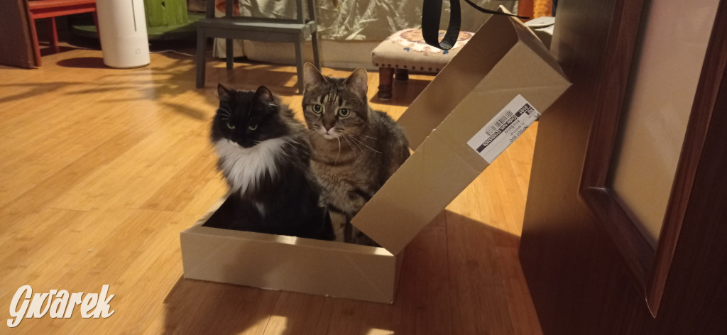 Dzień kota. Redakcyjne mruczki